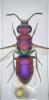 Chrysura purpureifrons